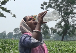 তীব্র গরমে চা বাগানে শ্রমিকদের হাঁসফাঁস