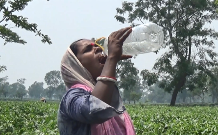তীব্র গরমে চা বাগানে শ্রমিকদের হাঁসফাঁস
