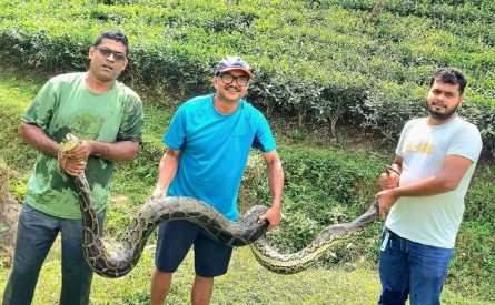 শ্রীমঙ্গলে চা বাগান থেকে ১২ ফুট লম্বা অজগর উদ্ধার